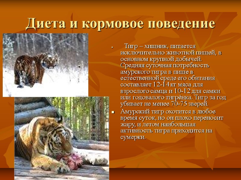 Диета и кормовое поведение      Тигр – хищник, питается исключительно